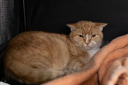 An adult medium-sized male Domestic Short Hair cat named Harrison for adoption in Ringoes, NJ