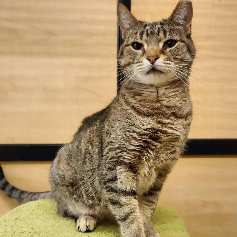 An adult medium-sized female Tabby (Buff / Tan / Fawn) Tabby cat named Ema for adoption in SCOTTSDALE, AZ
