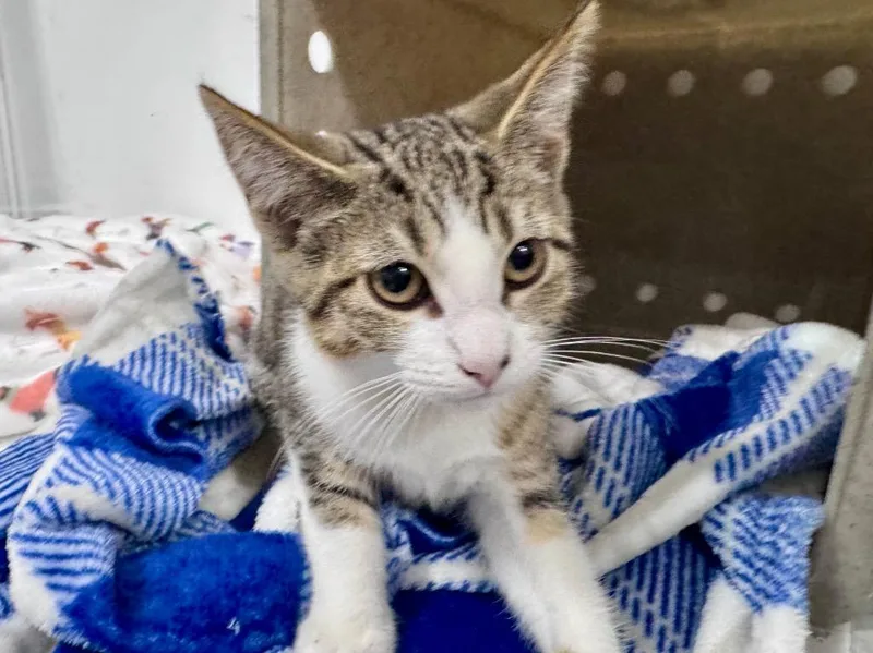 A baby small-sized male Tabby cat named Bell for adoption in Powell, OH
