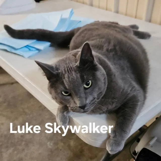 A senior medium-sized male Domestic Short Hair cat named Luke Skywalker for adoption in Zimmerman, MN