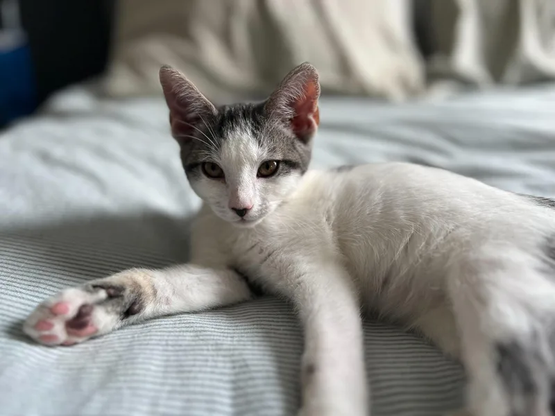 A baby small-sized male Black & White / Tuxedo Domestic Short Hair cat named Walnut for adoption in Long Island City, NY