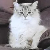 A senior small-sized female Gray / Blue / Silver Domestic Long Hair cat named Precious for adoption in Point Richmond, CA