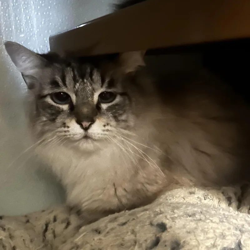 Precious thumbnail 2