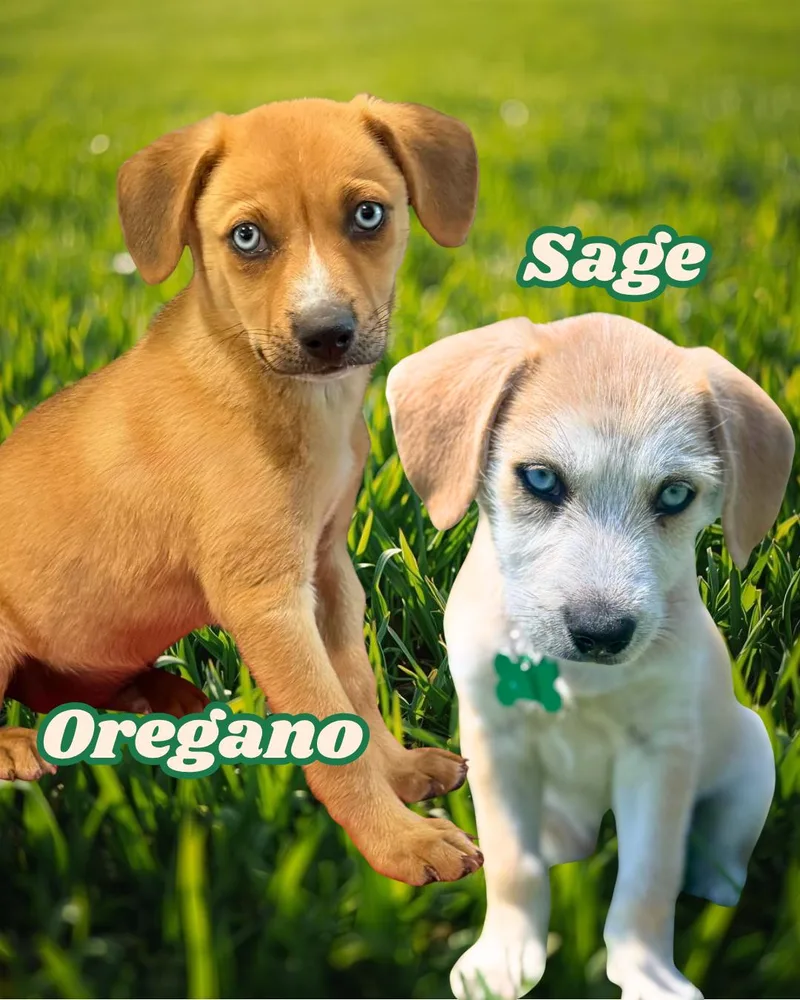 A baby medium-sized male Yellow / Tan / Blond / Fawn Poodle dog named Spice Boys for adoption in Garland, TX