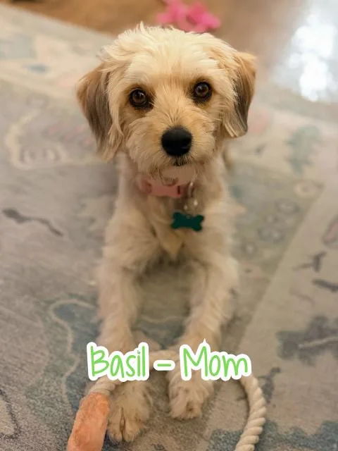 Spice Boys thumbnail 3