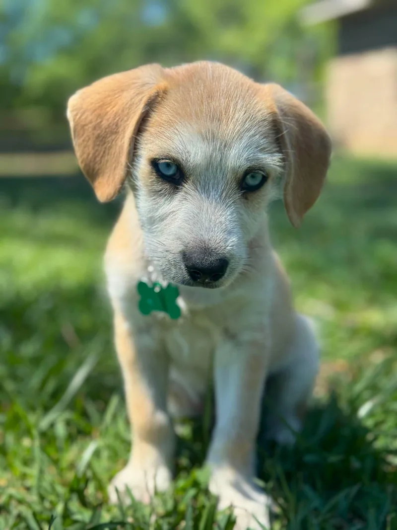 Spice Boys thumbnail 4