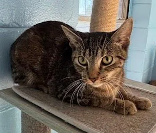 A baby small-sized female Domestic Short Hair cat named Sassy for adoption in Lunenburg, MA