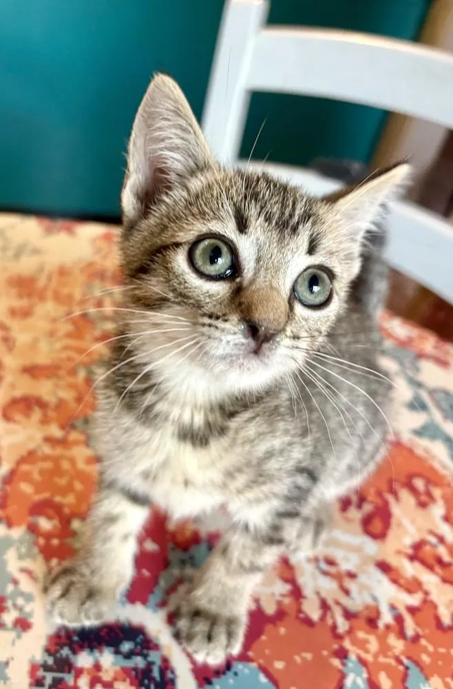 A baby small-sized female Gray / Blue / Silver Domestic Short Hair cat named Serena for adoption in Green Valley, AZ