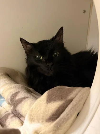 An adult medium-sized male Domestic Short Hair cat named Ollie for adoption in Lowell, MA