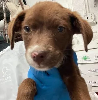 A baby small-sized female Mixed Breed dog named Pork Chop for adoption in West Chester, PA