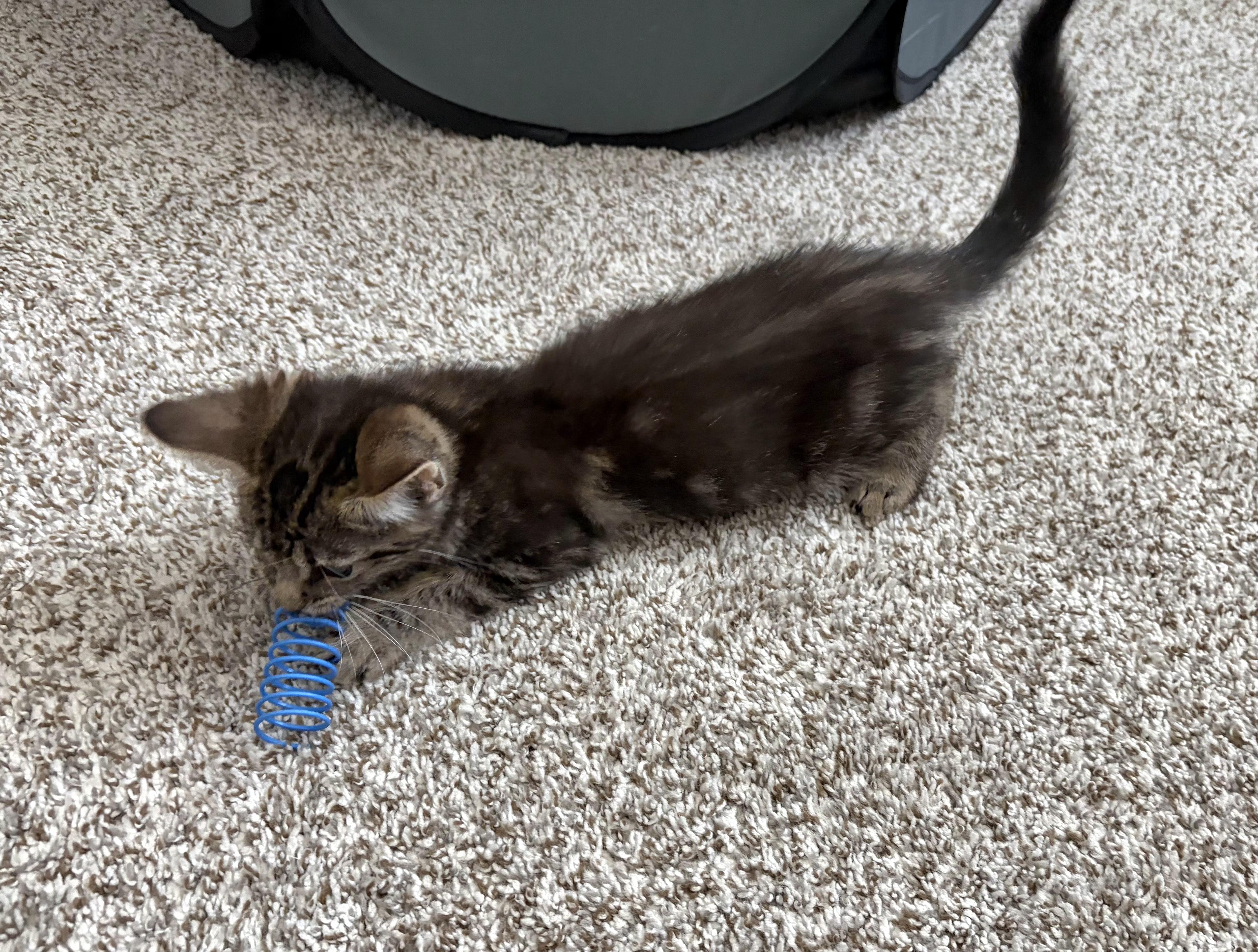 A baby medium-sized female Domestic Short Hair cat named Alex for adoption in Anna, TX