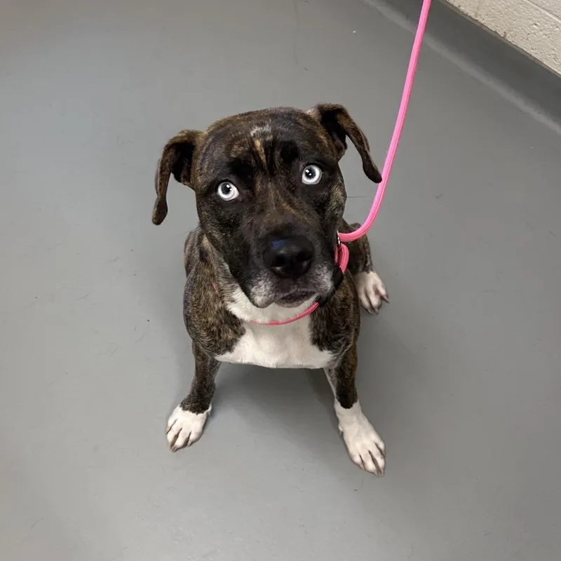 An adult medium-sized female Brindle Mixed Breed dog named Embassy for adoption in Asheville, NC