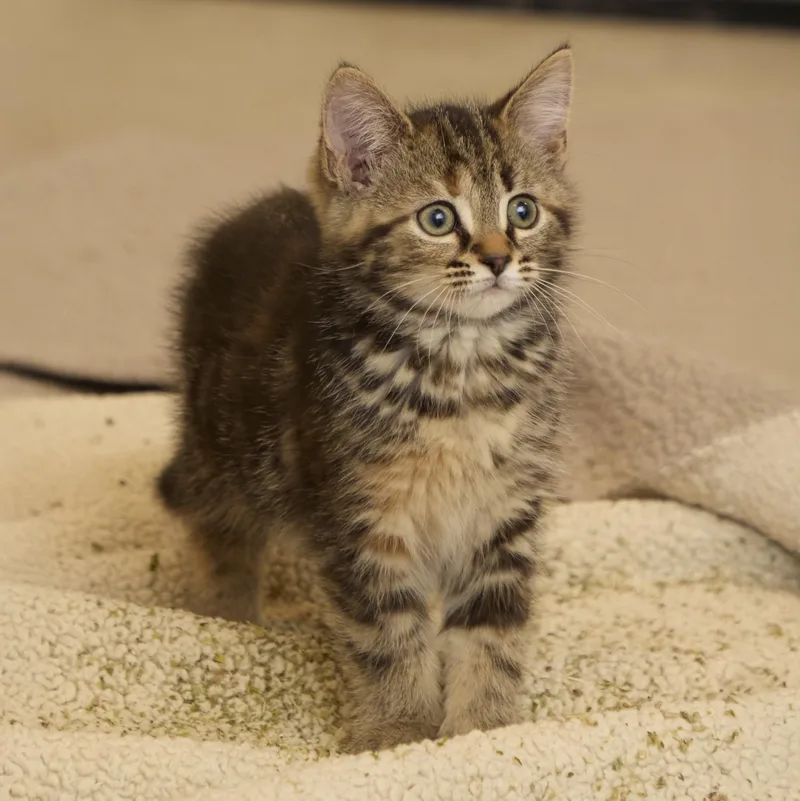 Ziggy thumbnail 3