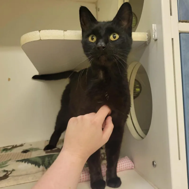 A senior medium-sized female Black Domestic Short Hair cat named Terra for adoption in Columbia, MO