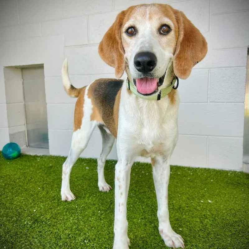 An adult medium-sized male Yellow / Tan / Blond / Fawn Mixed Breed dog named Ford for adoption in Englewood, FL