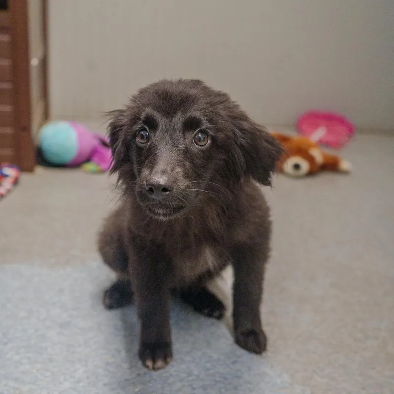 A baby small-sized female Black Terrier dog named Nutella for adoption in Pawling, NY