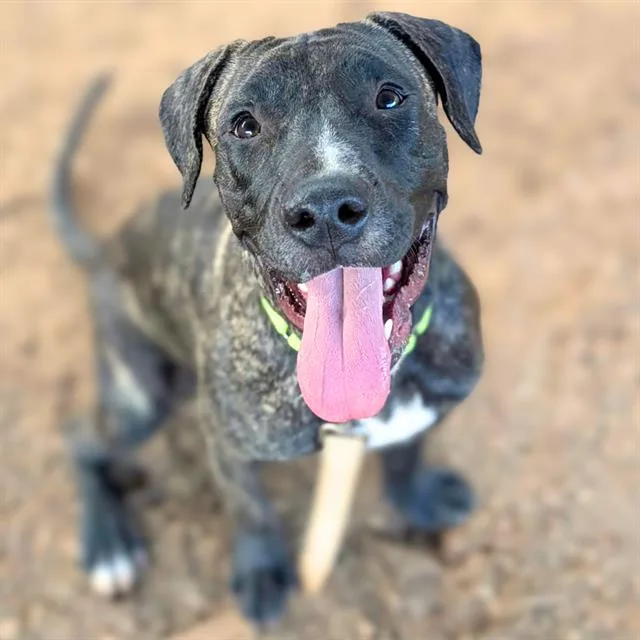 A young large-sized male Cane Corso dog named Chapo for adoption in Tucson, AZ