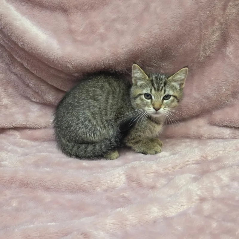 A baby small-sized female Brown / Chocolate Domestic Short Hair cat named Sergeant Paws for adoption in Parkersburg, WV