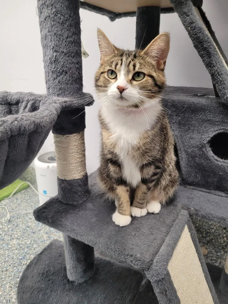 A young small-sized female Domestic Short Hair cat named Lilo for adoption in Angola, IN