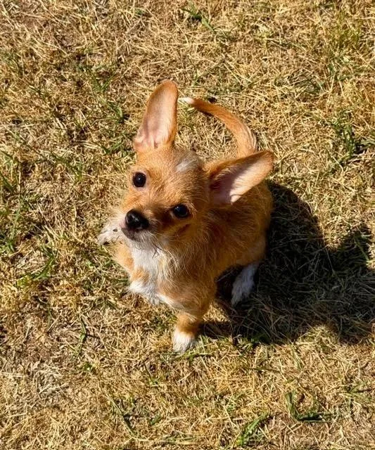 A young medium-sized female Chihuahua dog named Pickle for adoption in Madison, GA