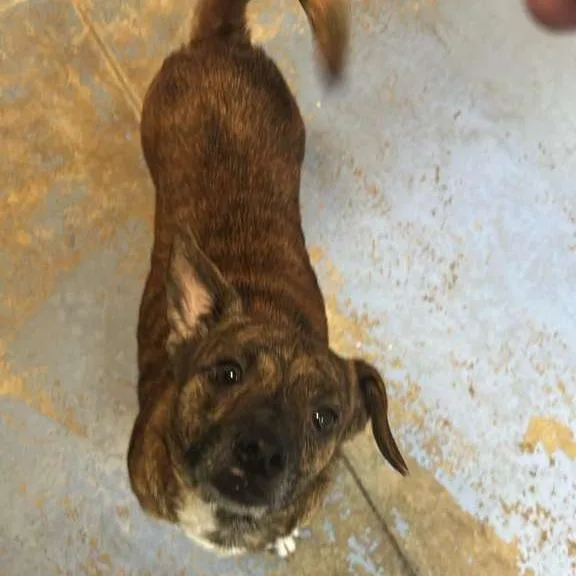 An adult small-sized female Brown / Chocolate Mixed Breed dog named Lady for adoption in Gadsden, AL