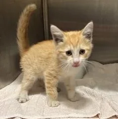 A baby medium-sized male Tabby (Orange / Red) Domestic Short Hair cat named Elmer for adoption in Joliet, IL