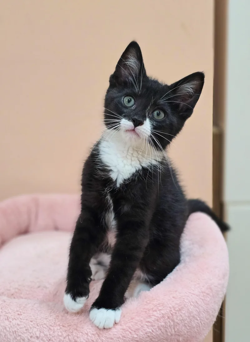 A baby large-sized male Black & White / Tuxedo Domestic Short Hair cat named Chadwick for adoption in Mullica Hill, NJ