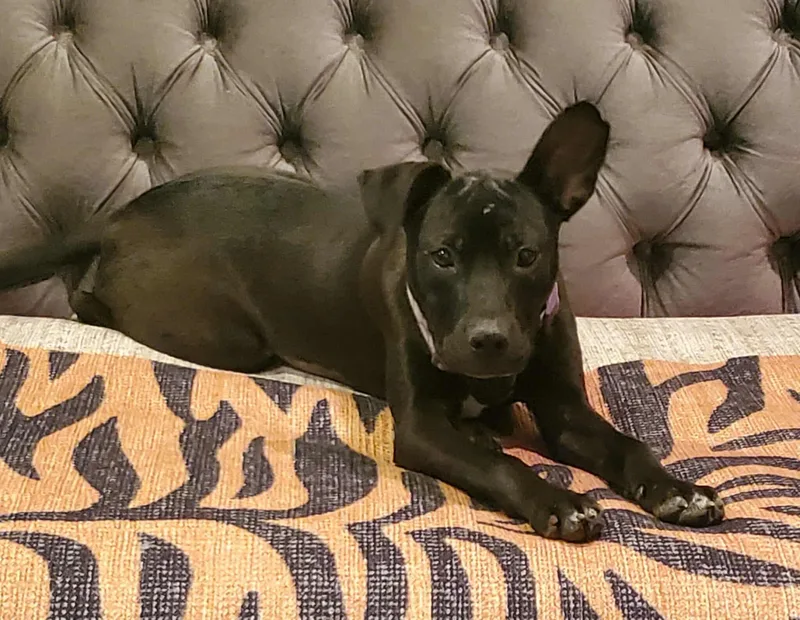 A young medium-sized female Black Mixed Breed dog named Lucy for adoption in Zuni, VA