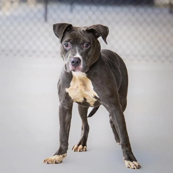 Pen  Pepper Potts thumbnail 2