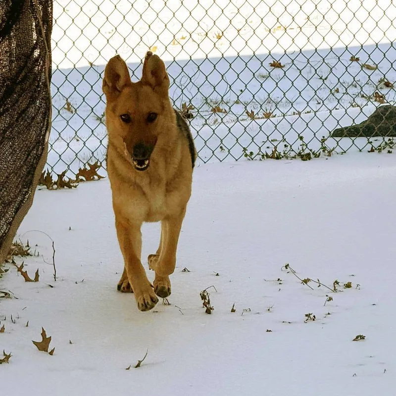 Grandmother Willow thumbnail 2