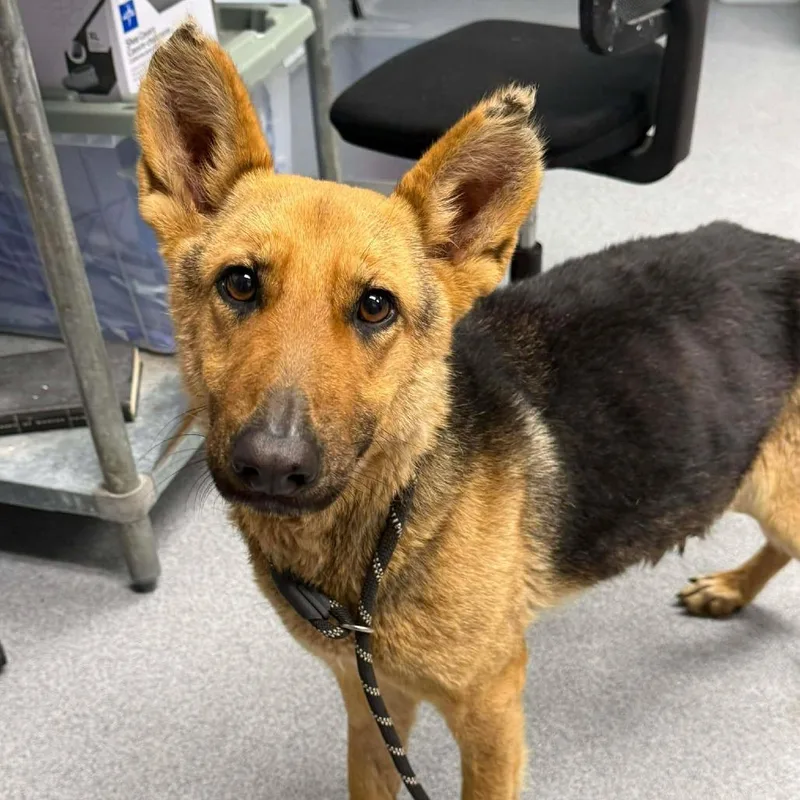 Grandmother Willow thumbnail 3