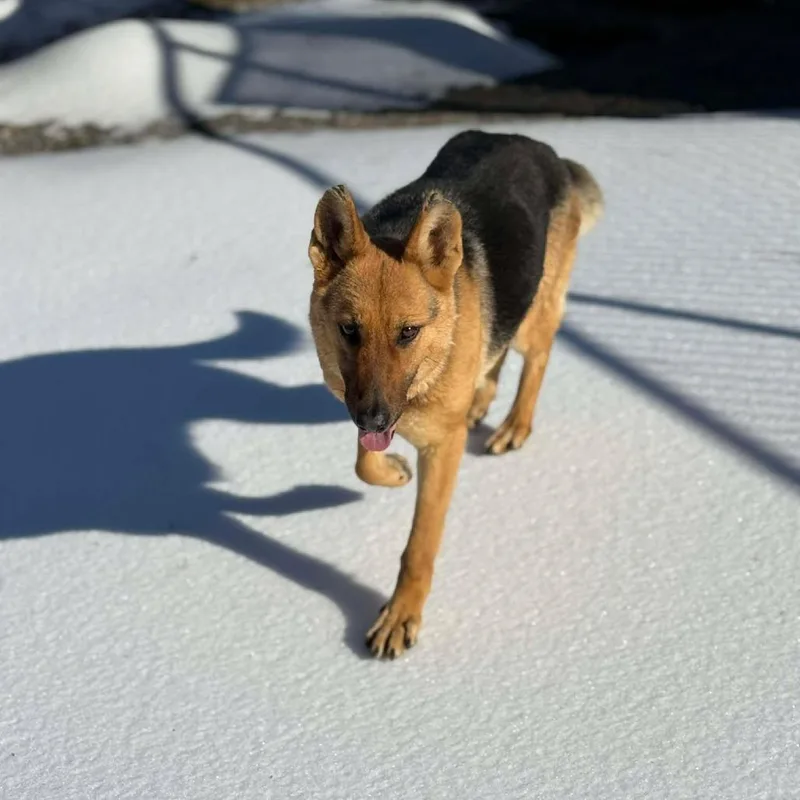 Grandmother Willow thumbnail 4