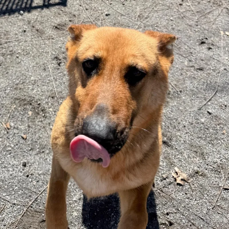 Grandmother Willow thumbnail 5