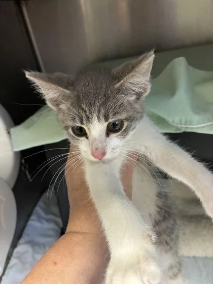 A baby small-sized female Domestic Short Hair cat named Zianna for adoption in Shawano, WI