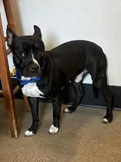 A young medium-sized male Black Pit Bull Terrier dog named Jacob for adoption in Cleveland, OH