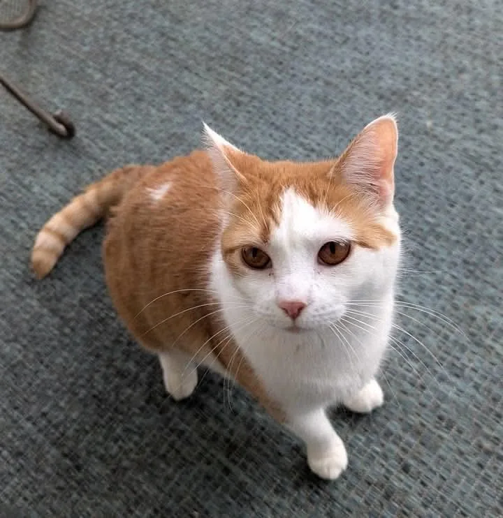 Gretchen thumbnail 3