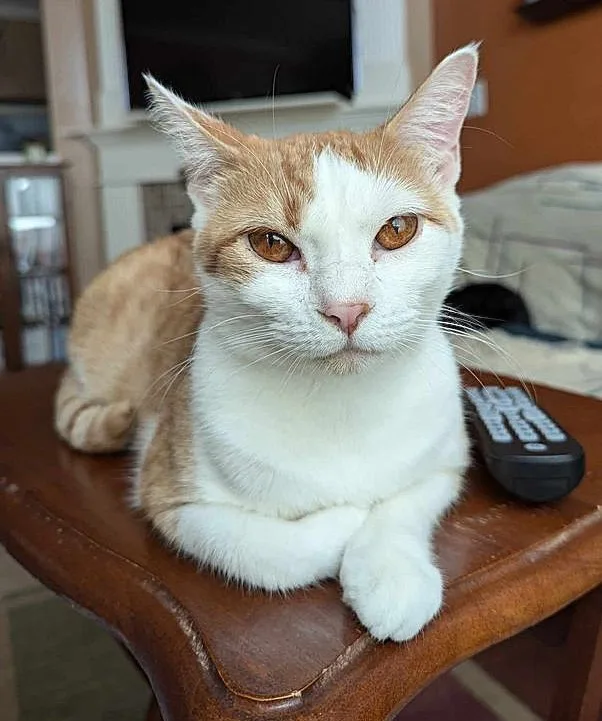 Gretchen thumbnail 4