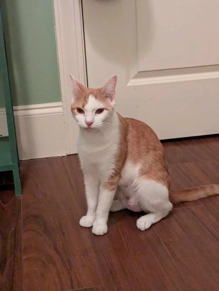 Gretchen thumbnail 5