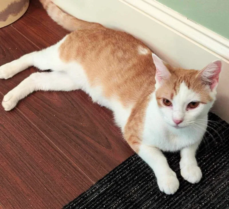 Gretchen thumbnail 6