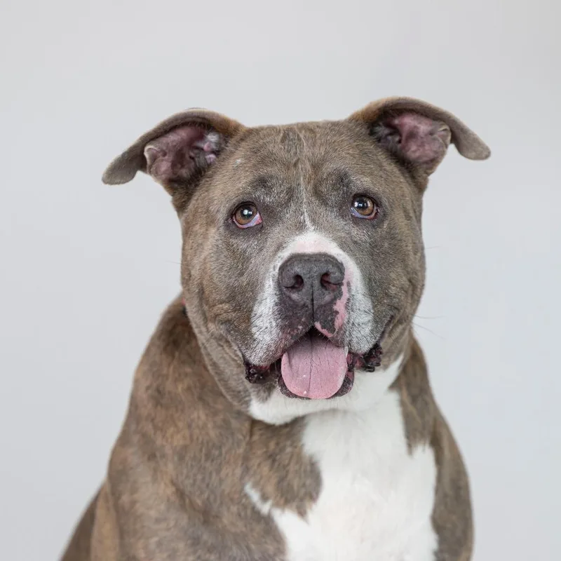 An adult large-sized female Brindle Mixed Breed dog named Taro for adoption in Dearborn, MI