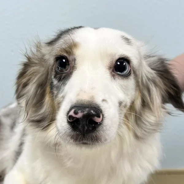 An adult medium-sized female Australian Shepherd dog named Marbles for adoption in Sioux City, IA