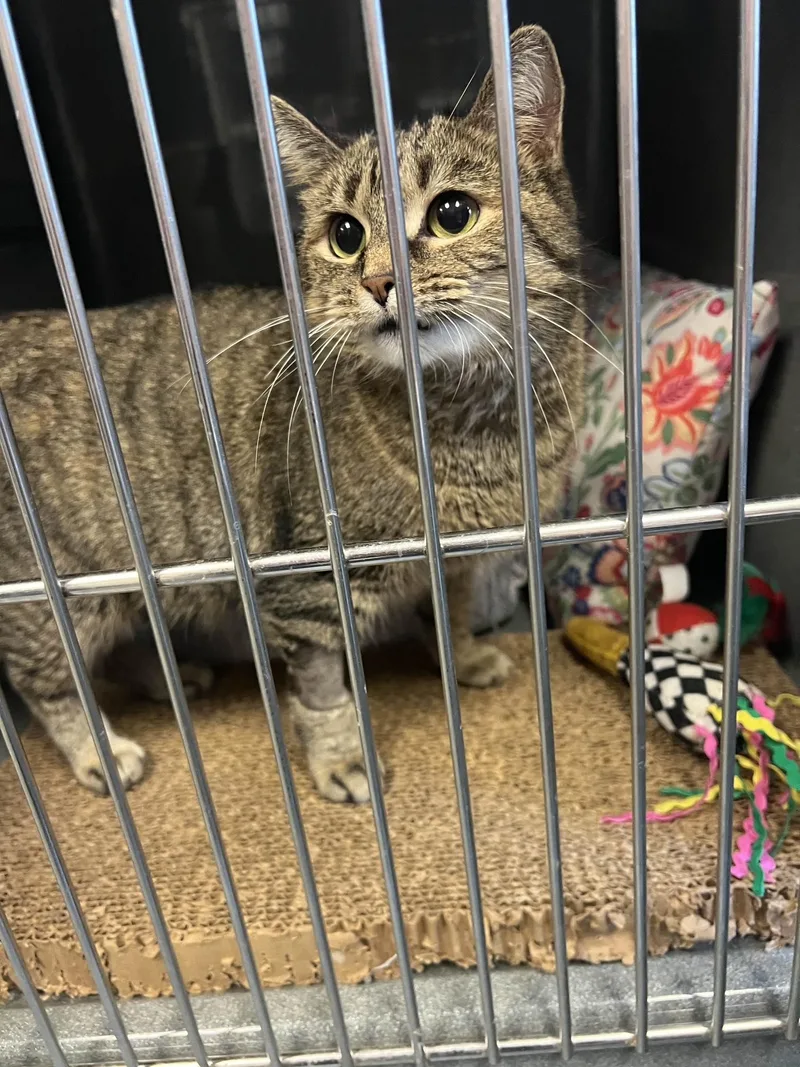 Princess thumbnail 2