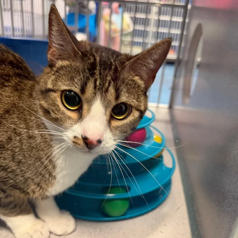An adult medium-sized female Brown / Chocolate Domestic Short Hair cat named Maizy for adoption in Huntsville, AL