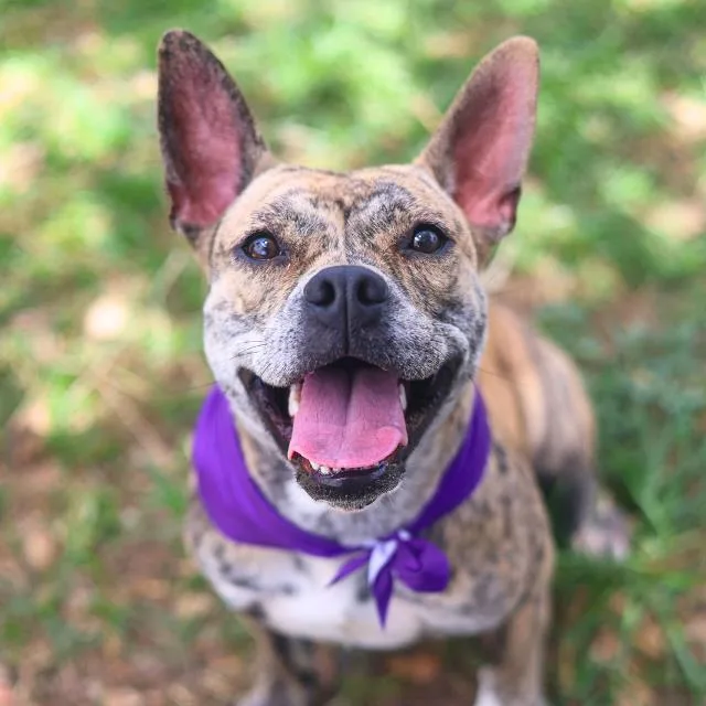 An adult medium-sized female Terrier dog named Dolby for adoption in San Antonio, TX