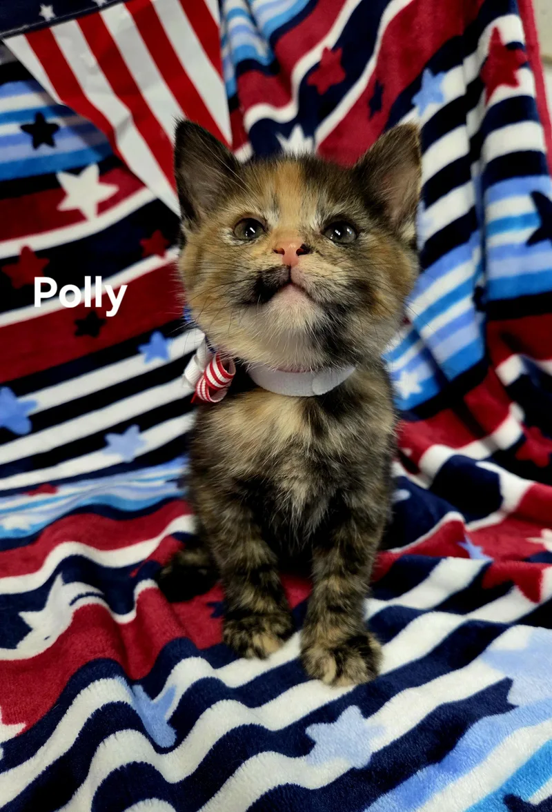 A baby medium-sized female Tortoiseshell cat named Polly for adoption in Delray, WV