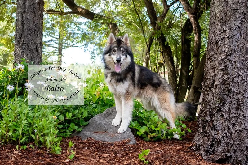 A young large-sized male Gray / Blue / Silver Husky dog named Balto for adoption in Shelton, WA