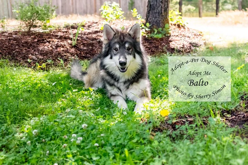 Balto thumbnail 3