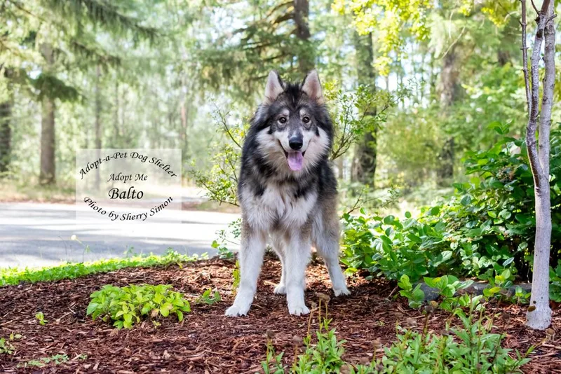 Balto thumbnail 4