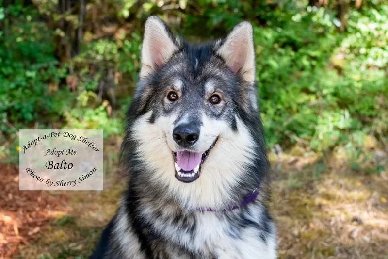 Balto thumbnail 5