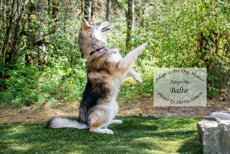 Balto thumbnail 6